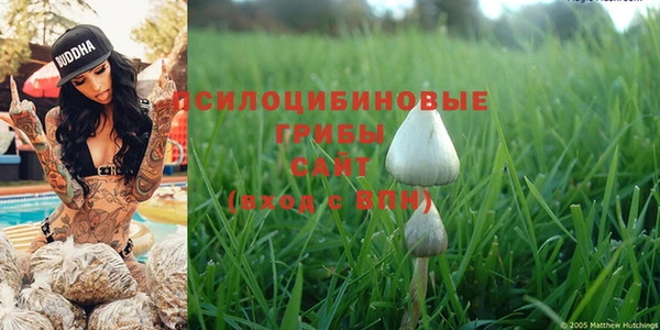 PSILOCYBIN Новокубанск